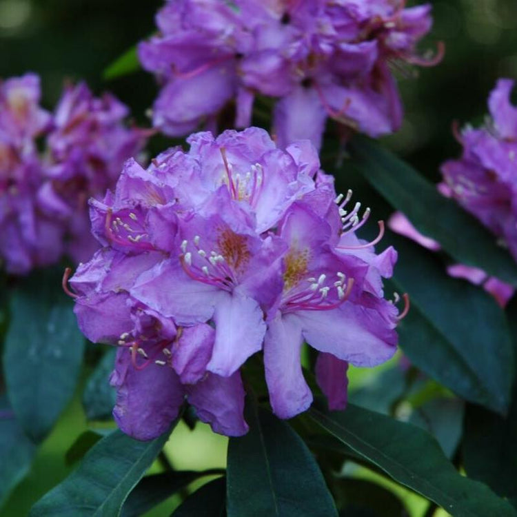 Rhododendrons