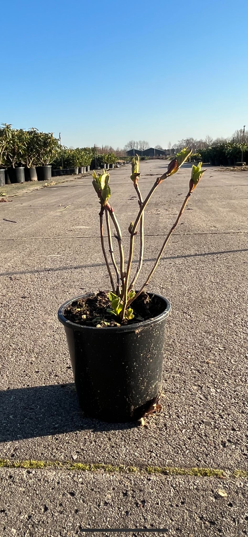 Boerenhortensia Wit