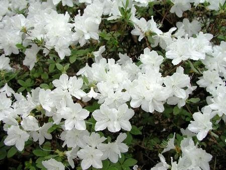 Azalea Wit