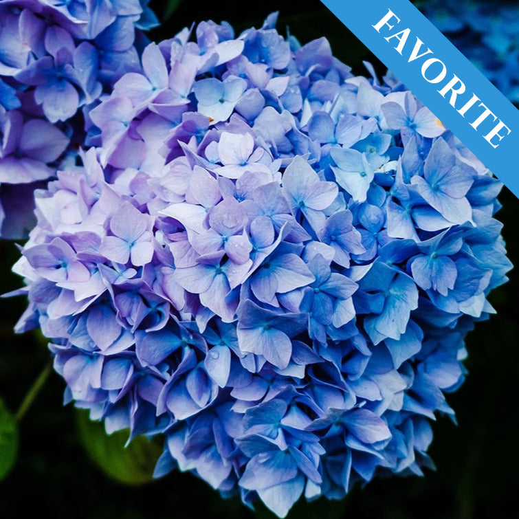 Boerenhortensia Blauw