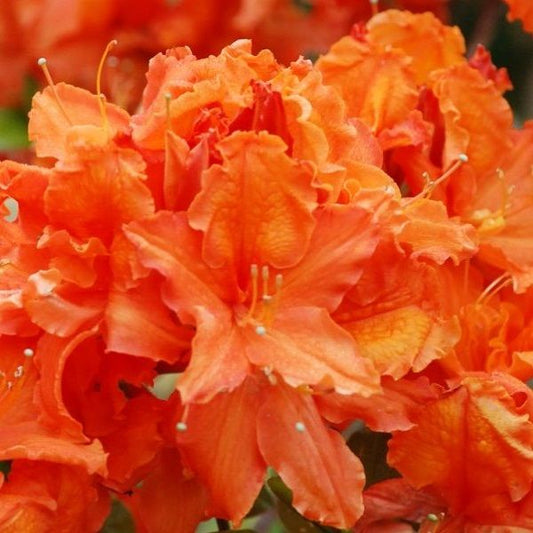 Azalea Oranjerood