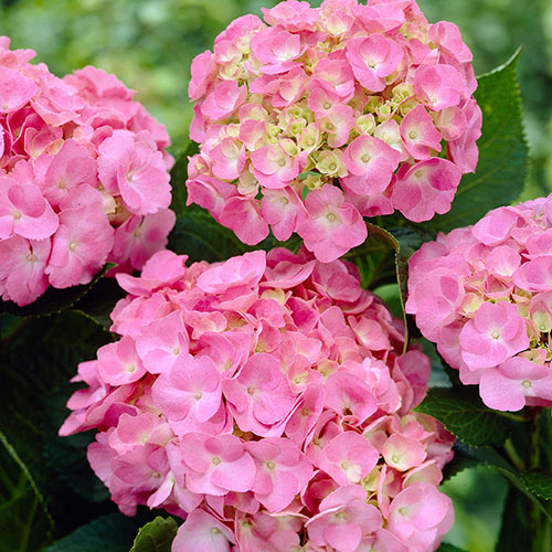 Boerenhortensia 'Forever & Ever®' Roze