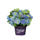 Boerenhortensia 'Forever & Ever®' Blauw