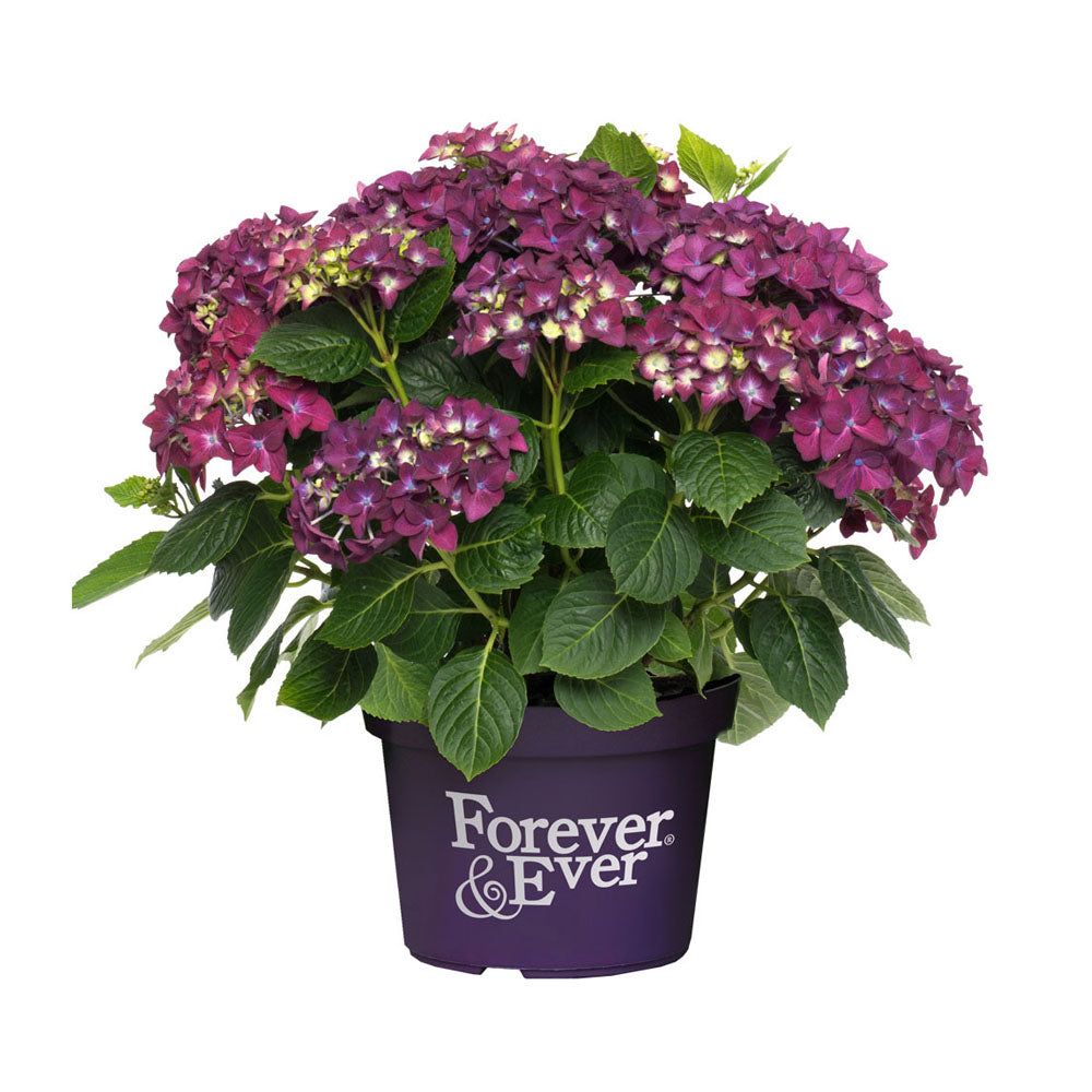 Boerenhortensia 'Forever & Ever'®' Paars