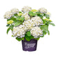 Boerenhortensia 'Forever & Ever®' Wit