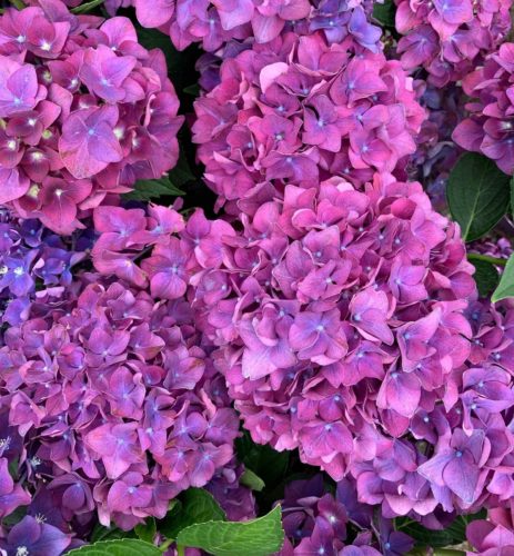 Boerenhortensia 'Forever & Ever'®' Paars