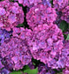 Boerenhortensia 'Forever & Ever'®' Paars