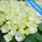 Pluimhortensia Limelight Groen-Wit