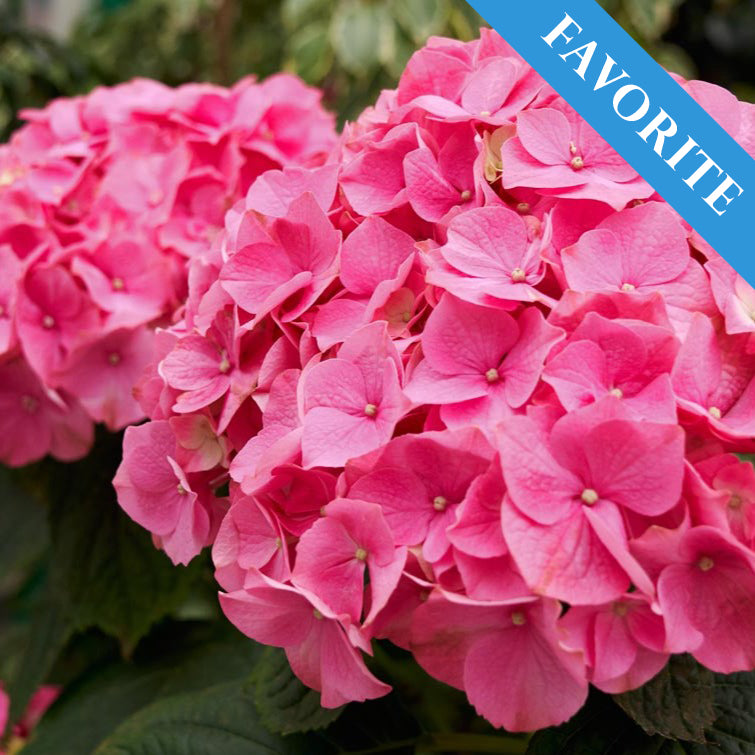 Boerenhortensia Roze