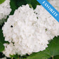 Boerenhortensia Wit