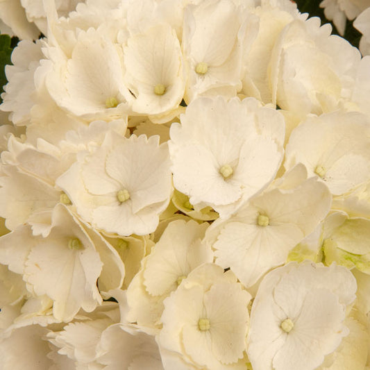 Boerenhortensia 'Forever & Ever®' Wit